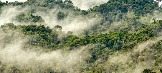 3 Days of visiting Ethnographic Museum & Nyungwe Forest National Park.